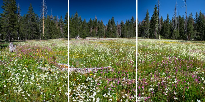 Carpet of Wildflowers, Page Meadows.